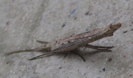 Ypsolophidae? si, Ypsolopha mucronella